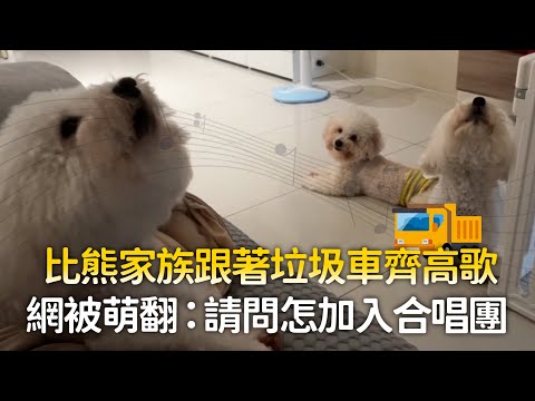 比熊家族跟著垃圾車齊高歌　網被萌翻：請問怎加入合唱團 ｜#寵物雲 thumbnail
