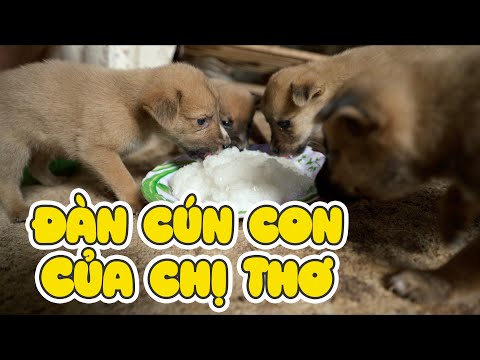 Tại Sao Chị Thơ Giàu? thumbnail