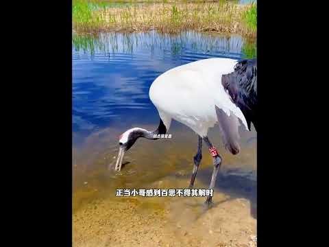 小哥把钓起的鱼投喂给身旁的仙鹤吃，仙鹤为报恩在小哥的面前跳舞 thumbnail
