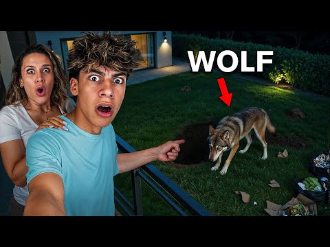 A Vicious WOLF Destroyed our Backyard thumbnail