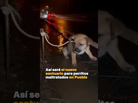 Así será el nuevo santuario para perritos maltratados en Puebla thumbnail