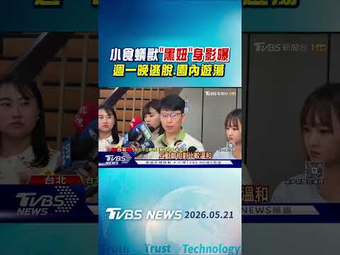 小食蟻獸「黑妞」身影曝 週一晚逃脫.園內遊蕩｜TVBS新聞 @TVBSNEWS01 thumbnail