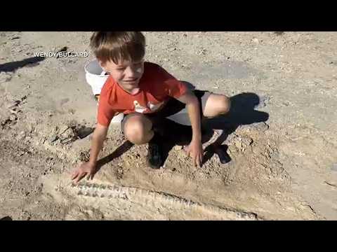 12-Year-Old Boy Finds 80 Million Year-Old Fossil In Kansas thumbnail