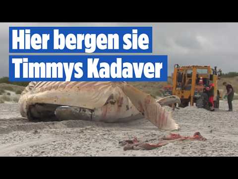 Explosionsgefahr durch Gase im Kadaver: Buckelwal Timmy endlich auf Anholt geborgen! thumbnail
