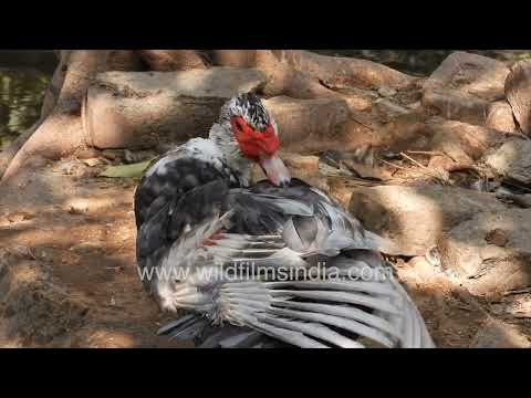 Muscovy and Mallard Ducks thrive at a wetland in New Delhi's summer heat thumbnail