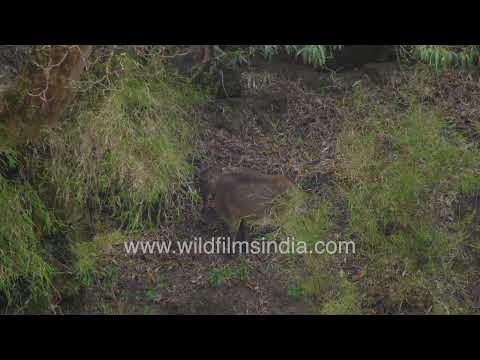 Himalayan Tahrs grazing on alpine slopes in Uttarakhand thumbnail