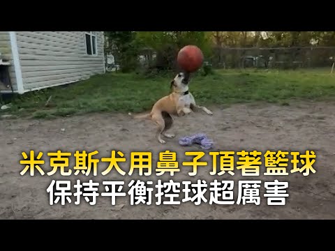 米克斯犬用鼻子頂著籃球　保持平衡控球超厲害 thumbnail