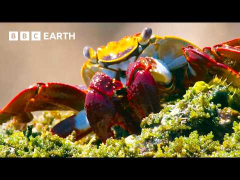 Unbelievable Moments From Nature - Narrated by David Attenborough | BBC Earth thumbnail