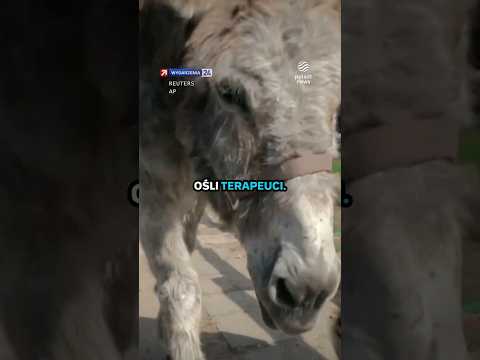 Terapeuta osłem? Niezwykła metoda we Francji thumbnail