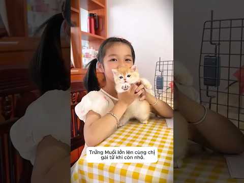 Mèo Trứng Muối Sợ Chuột Bỏ Chạy 🐭🙀 thumbnail