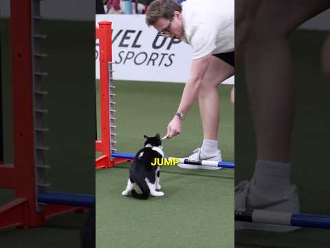 i snuck a cat into a dog show thumbnail