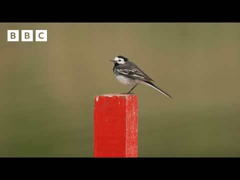 🔴 LIVE wildlife cameras 🌿 29 May 🐦 BBC Springwatch 2026 thumbnail