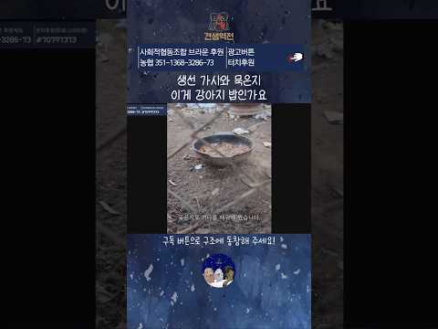 생선 가시와 묵은지 이게 강아지 밥인가요? thumbnail