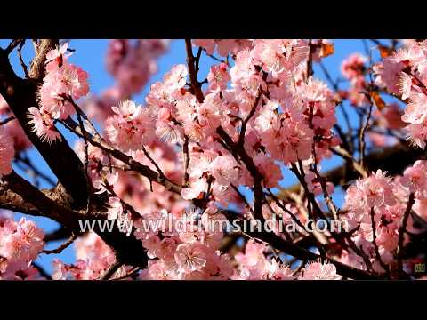 Cherry blossom tree blooms against deep blue spring mountain sky thumbnail
