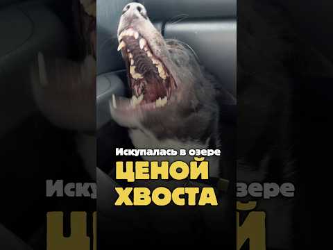 Искупалась в озере ценой хвоста ? thumbnail