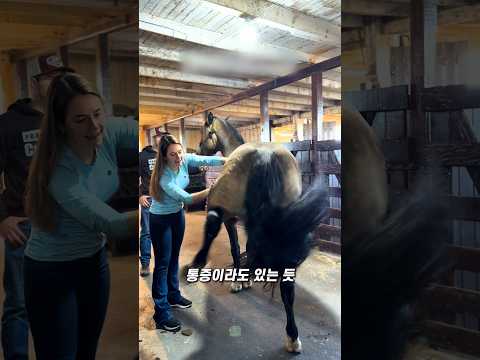 날뛰던 말이 단번에 멈춘 이유 thumbnail
