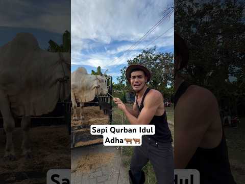 Part 2 : bawa pulang sapi qurban 700kg🐂 #aisarkhaled #iduladha thumbnail