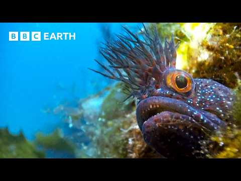 Incredible Natural World Wonders - Narrated by Sir David Attenborough | BBC Earth thumbnail