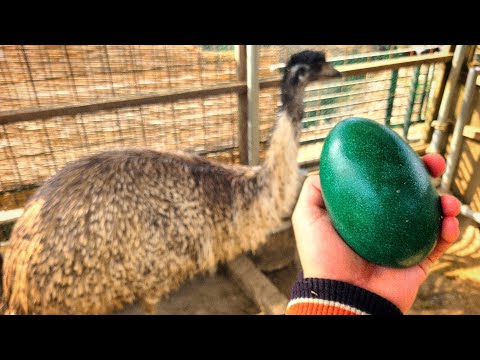 エミューが卵を産んだので… thumbnail