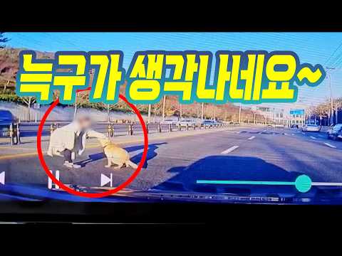 27197회. 도로에 대형견이 방황을 하고 있어서 구조해 줬습니다! thumbnail