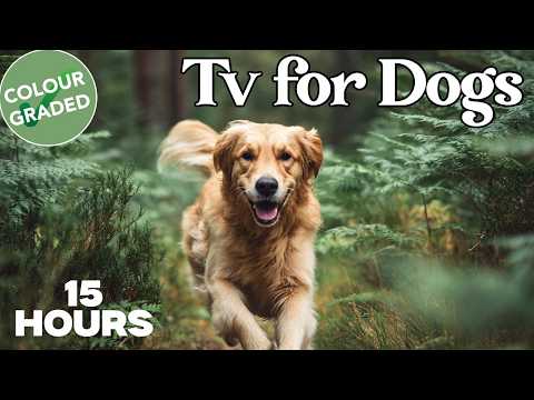 Dog TV Nature Walks Creating Safe Indoor Adventure Time thumbnail