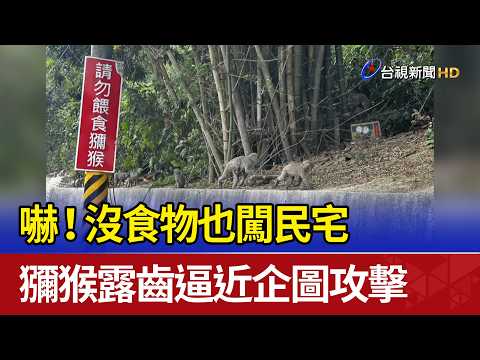嚇！沒食物也闖民宅 獼猴露齒逼近企圖攻擊 thumbnail