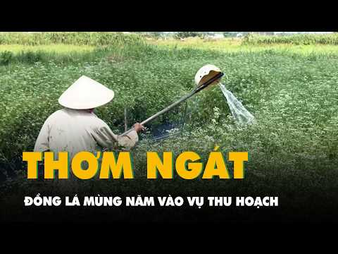 Đồng lá mùng Năm vào vụ thu hoạch, cả làng thơm ngát trước Tết Đoan Ngọ thumbnail