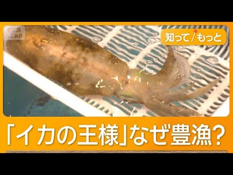 「王様」アオリイカが豊漁　甘くてコリコリ、例年の半値　2キロ超の大物も【知ってもっと】【グッド！モーニング】(2026年5月22日) thumbnail