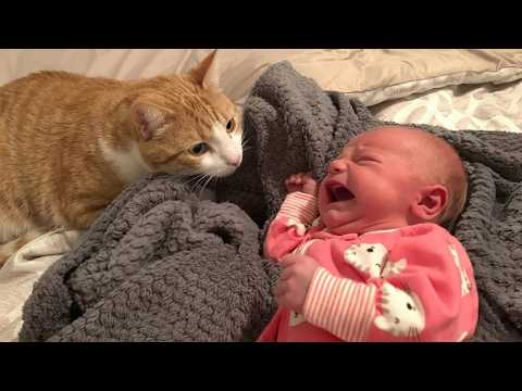 My Cat’s Reaction to a Crying Baby Is EVERYTHING ??? thumbnail
