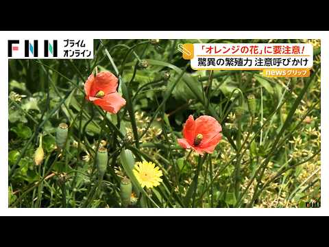 “触れると危険？”脇道のオレンジ色の花に注意　外来植物「ナガミヒナゲシ」が全国で拡大　驚異の繁殖力で駆除にも注意　新潟（2026年05月19日） thumbnail