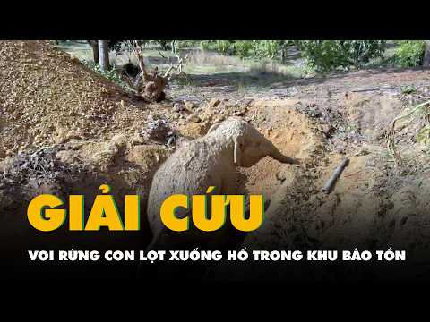 Giải cứu voi rừng con lọt xuống hố trong khu bảo tồn ở Đồng Nai thumbnail