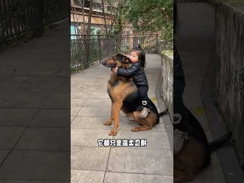 全网最会带娃的狗保姆，在外是猛犬保镖，在家是孩子的大号玩具#狗狗 #萌娃和萌宠 #狗狗和小孩 #孩子和狗的快乐时光 #这狗成精了 #萌寵 thumbnail