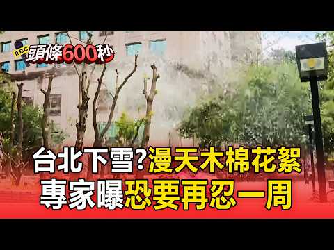 台北5月怎麼下雪了？漫天「木棉花棉絮」恐還要忍一周【頭條600秒】 thumbnail