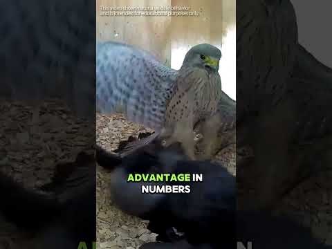 When the Wife Gets Fierce, Even the Husband Backs Off #animalfacts #wildlife #falcon #kestrel thumbnail