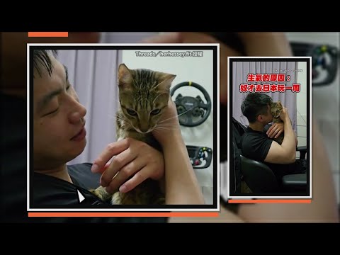 奴才去日本玩一周貓貓氣炸　臉超臭哄不好了XD thumbnail