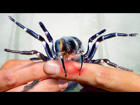 Bite from the Deadliest Spider! Needs Treatment thumbnail