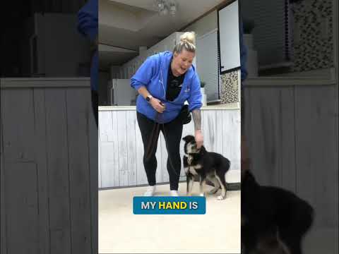 Why Your Puppy Jumps During Leash Training thumbnail