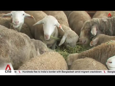 Hari Raya Haji: Korban rituals for 4 Singapore mosques affected by livestock delay thumbnail