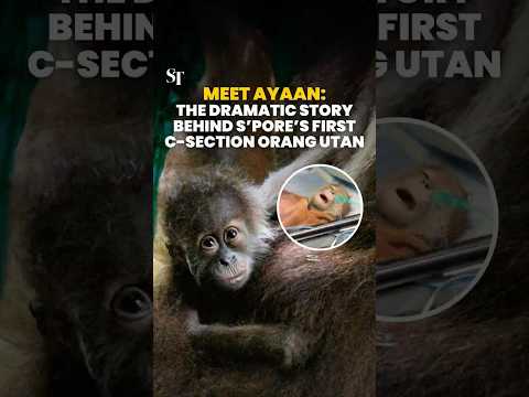 The dramatic story behind Singapore’s first C-section orang utan, Ayaan. thumbnail
