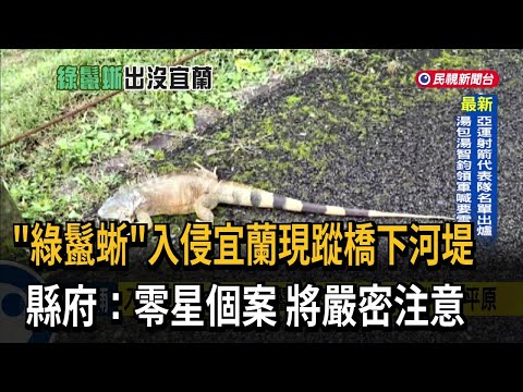 「綠鬣蜥」入侵宜蘭現蹤橋下河堤  縣府：零星個案 將嚴密注意－民視新聞 thumbnail