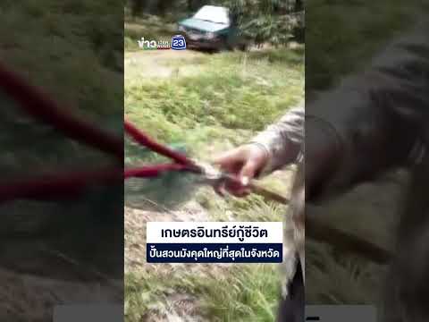 เกษตรอินทรีย์กู้ชีวิต ปั้นสวนมังคุดใหญ่ที่สุดในจังหวัด thumbnail