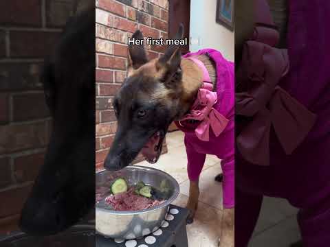 Fostering isn’t always easy. But it’s always, always worth it. ❤️‍🩹 #belgianmalinois #love #hope thumbnail