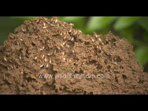 Thousands of termites at massive earthen colony mound thumbnail