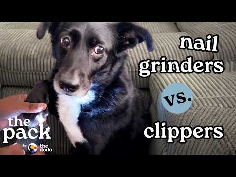 Which Nail Tool Is Right For Your Dog? | The Dodo thumbnail