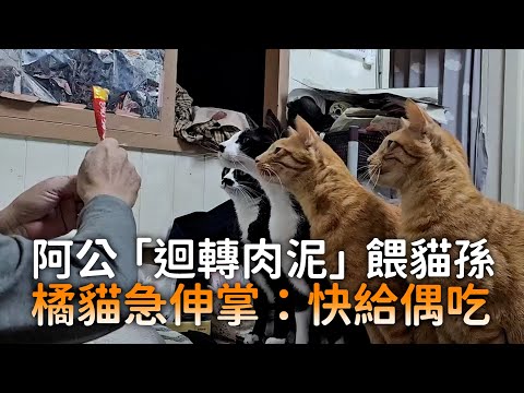 阿公「迴轉肉泥」餵貓孫　橘貓急伸掌：快給偶吃 ｜#寵物雲 thumbnail