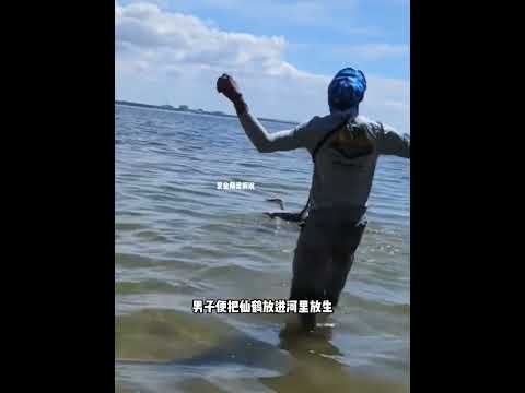 男子救仙鹤，它竟在车前跳舞报恩 thumbnail