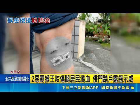 2惡霸猴王咬傷腿居民濺血 侵門踏戶露齒示威 芒果季獼猴大舉下山現蹤 入侵校園搖樹覓食｜三立新聞網 SETN.com thumbnail