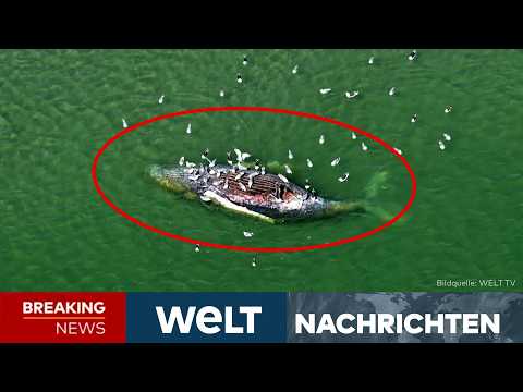 IST TIMMY TOT? Düsterer Verdacht! Buckelwal-Kadaver vor Dänemark gestrandet! | LIVE thumbnail