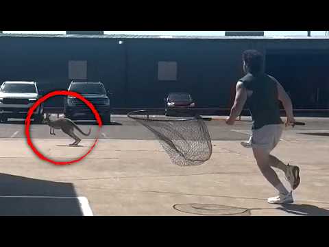Cops Chase Runaway Kangaroo Through Neighborhood Until It's Caught thumbnail