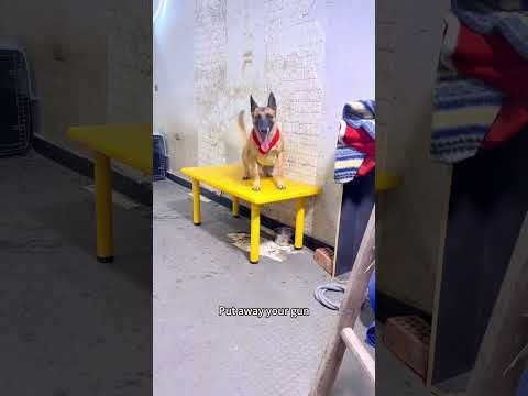 Malinois Intelligence: Extraordinary Command Execution. #dogcoach #malinois #dog #belgianmalinois thumbnail
